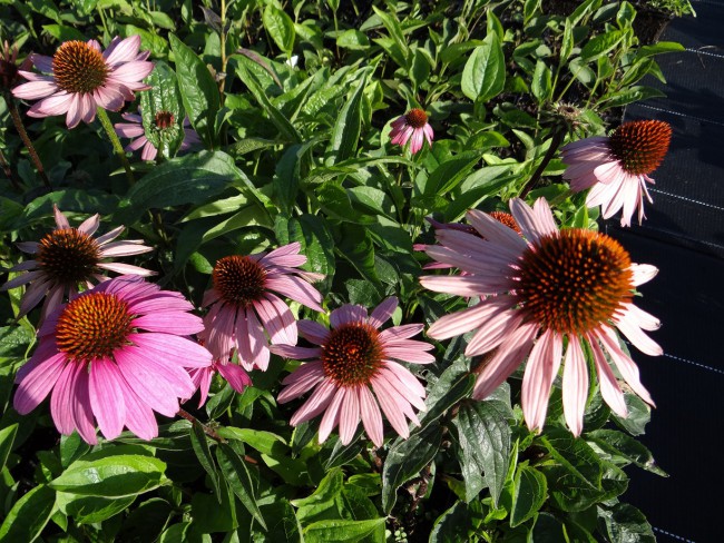 Plante-Vivace-Echinacea -purpurea