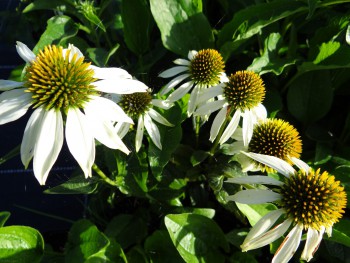 Plante-Vivace-Echinacea-purpurea-'Alba'