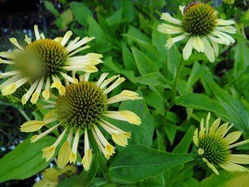 Plante-vivace-Echinacea-'Sunrise'