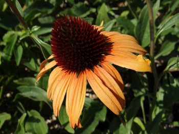 Plante-Vivace-Echinacea-'Tangerine-Dream'