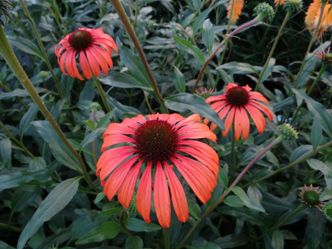 Plante-Vivace-Echinacea-Tomato-Soup