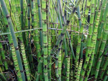 Plante-Aquatique-Equisetum-japonicum