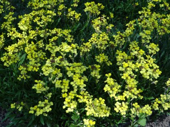 Plante-Vivace-Erysinum-helveticum