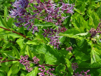 Plante-Vivace-Eupatorium-purpureum
