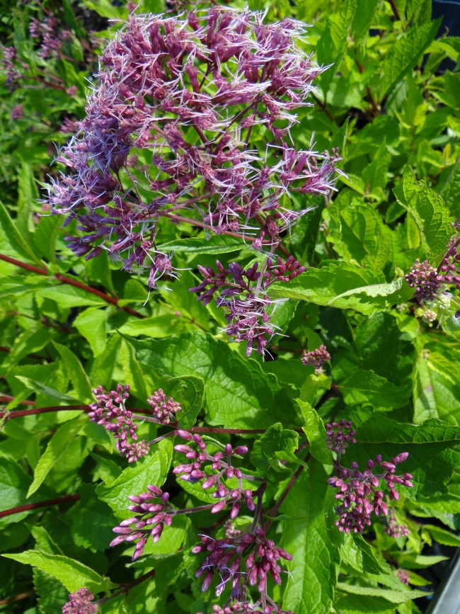 Plante-Vivace-Eupatorium-purpureum