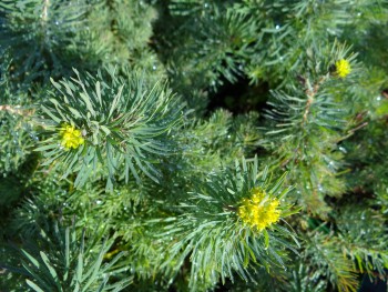 Plante-Vivace-Euphorbia-cyparissias-'Clarris Howard'
