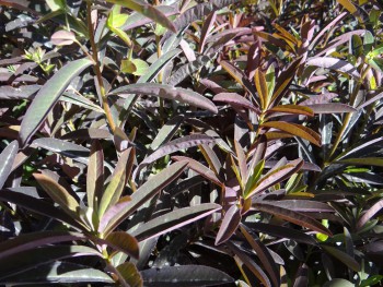 Plante-Vivace-Euphorbia-dulcis-'Chameleon'