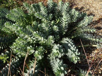 Plante-Vivace-Euphorbia-myrsinites