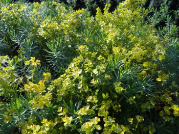 Plante-Vivace-Euphorbia-nicaeensis