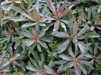 Plante-Vivace-Euphorbia-amygdaloides-'Purpurea'