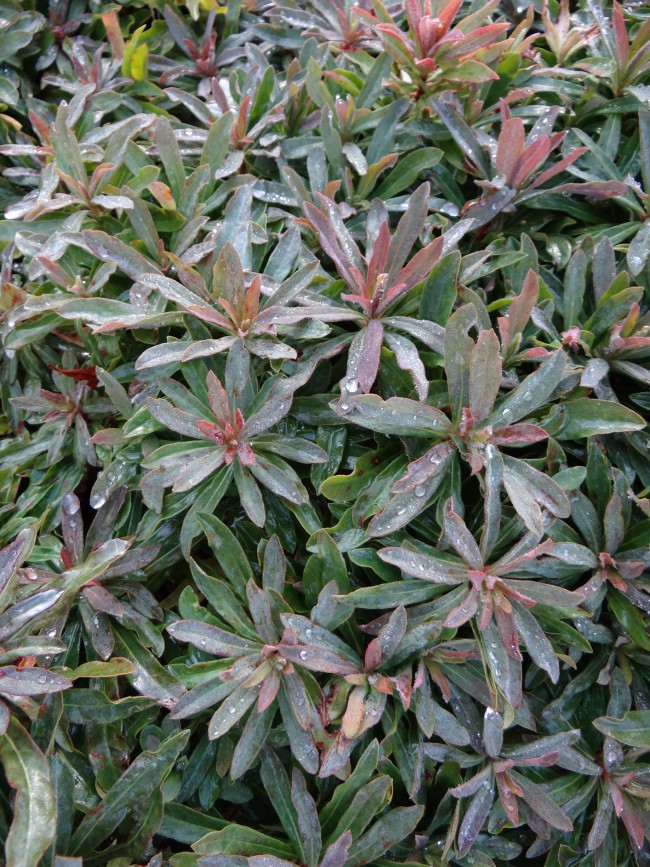 Plante-Vivace-Euphorbia-amygdaloides-'Purpurea'