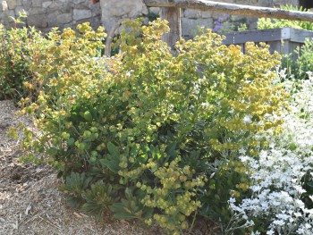 Plante-Vivace-Euphorbia-amygdaloides-'Robbiae'