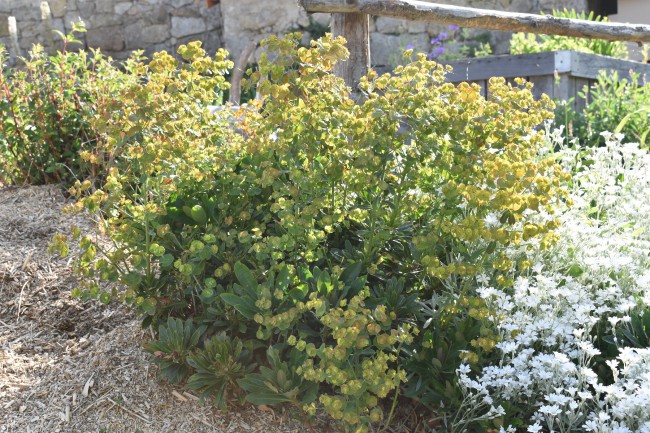 Plante-Vivace-Euphorbia-amygdaloides-'Robbiae'