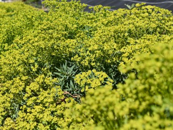 Plante-Vivace-Euphorbia-copton-ash