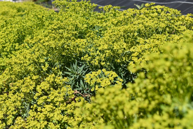 Plante-Vivace-Euphorbia-copton-ash