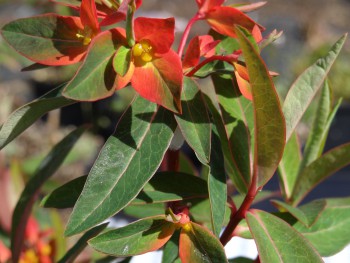 Plante-Vivace-Euphorbia-griffithii-'Fire-Glow'