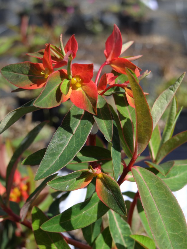 Plante-Vivace-Euphorbia-griffithii-'Fire-Glow'