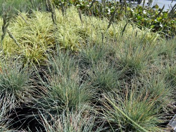 Graminée-Festuca-glaca-'Elijah-Blue'