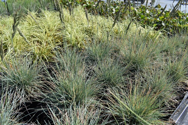 Graminée-Festuca-glaca-'Elijah-Blue'