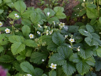 Plante-Vivace-Fragaria-vesca