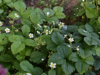 Plante-Vivace-Fragaria-vesca