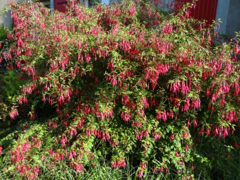 Plante-Vivace-Fuchsia-ricartonii