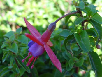 Plante-Vivace-Fuchsia-'Tom-Thumb'