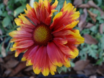 Plante-vivace-Gaillardia-'Kobold'