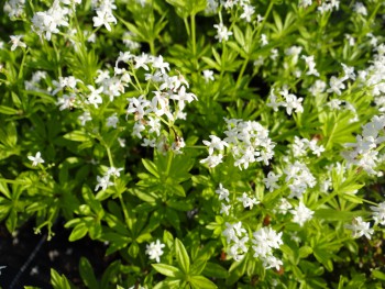 Plante-Vivace-Galium-odoratum