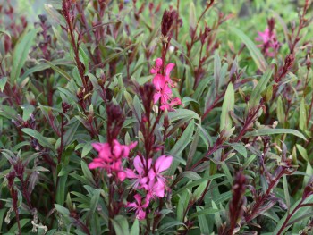 Plante-Vivace-Gaura-lindheimeri-'Cherry-Brandy'