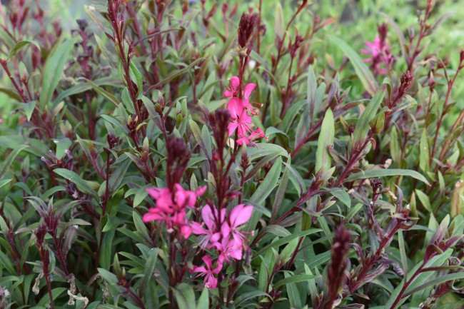 Plante-Vivace-Gaura-lindheimeri-'Cherry-Brandy'