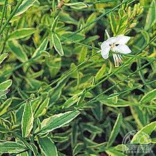 Plante-Vivace-Gaura-lindheimerii-'Corrie's-Gold'