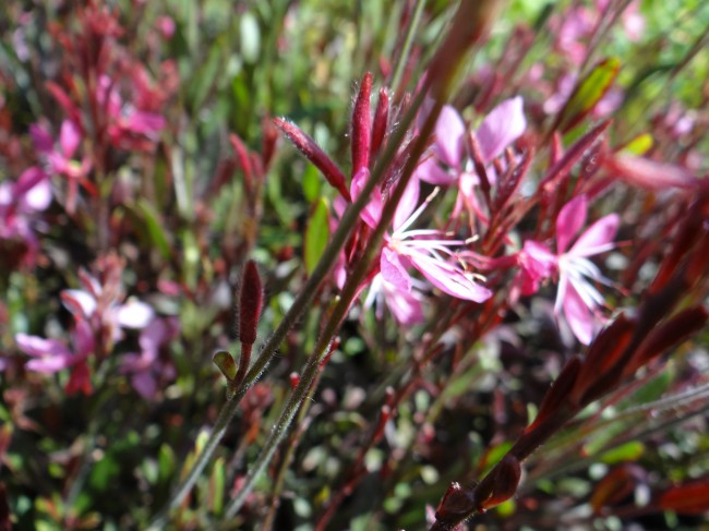 Plante-Vivace-Gaura-crimson'butterflie