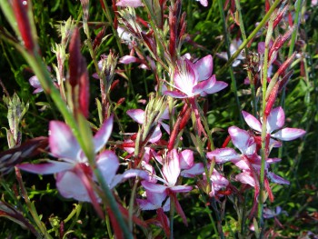Plante-Vivace-Gaura-lindheimeri-'Rosy-Jane'