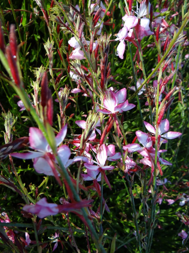 Plante-Vivace-Gaura-lindheimeri-'Rosy-Jane'