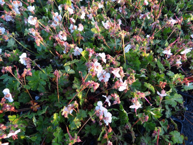 Plante-Vivace-Geranium-cantabrigense-'Biokovo'