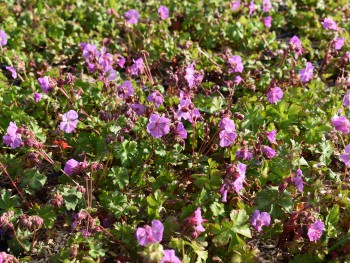 Plante-Vivace-Geranium-cantabrigense-'Cambridge'