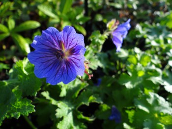 Plante-Vivace-Geranium-magnificum