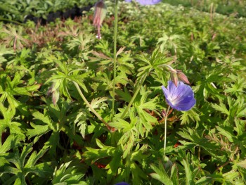 Plante-Vivace-Geranium-Nimbus