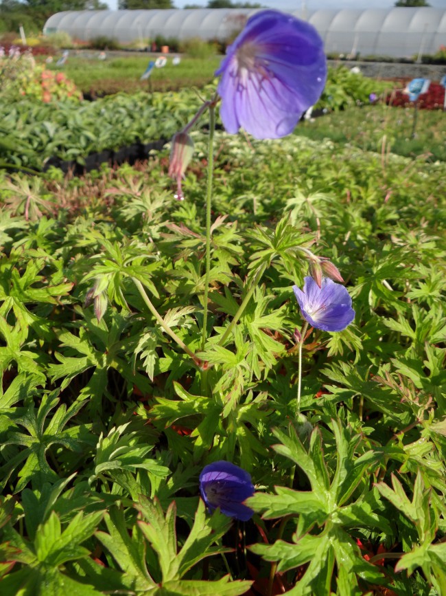 Plante-Vivace-Geranium-Nimbus