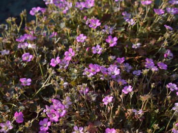 Plante-Vivace-Geranium-'Orkney-Cherry'