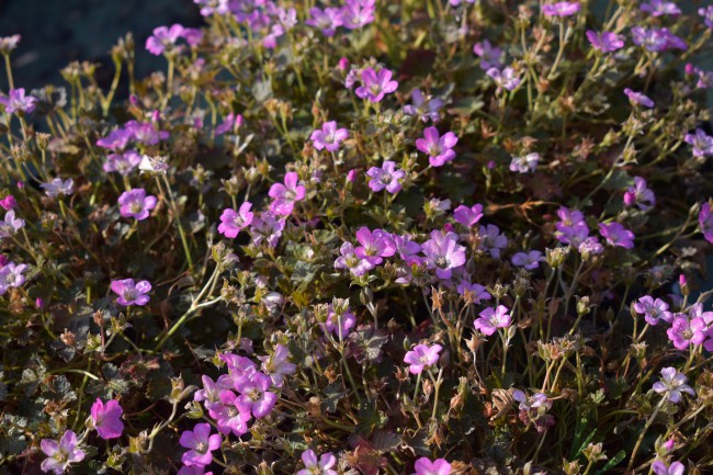 Plante-Vivace-Geranium-'Orkney-Cherry'