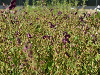 Plante-Vivace-Geranium-phaeum-'Samabor'