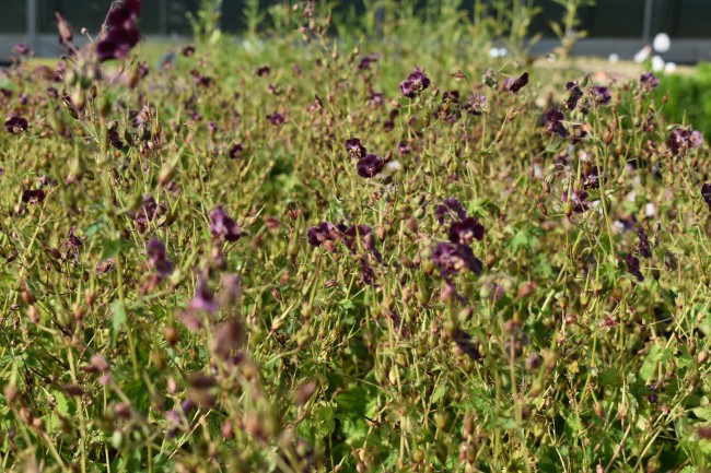 Plante-Vivace-Geranium-phaeum-'Samabor'