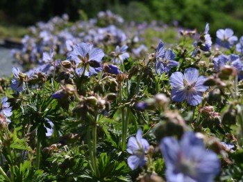 Plante-Vivace-Geranium-pratense-'Mrs-Kendall-Klark'