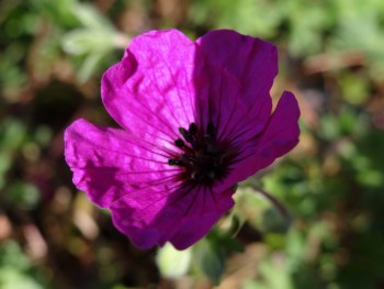 Plante-Vivace-Geranium-psilostemon