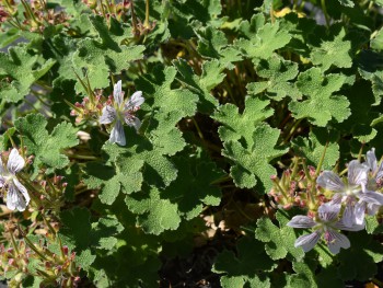 Plante-Vivace-Geranium-Renardii