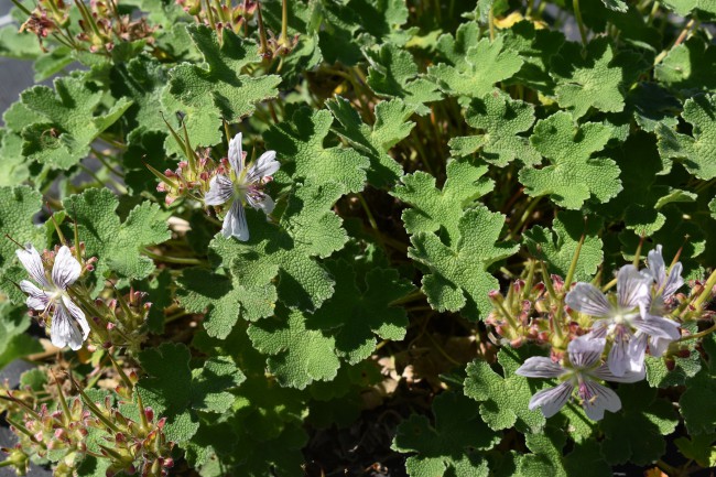 Plante-Vivace-Geranium-Renardii