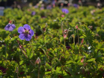 Plante-Vivace-Geranium-'Rozanne'