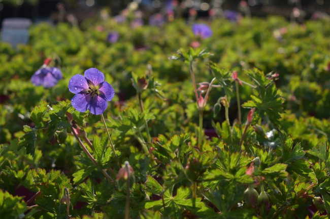 Plante-Vivace-Geranium-'Rozanne'